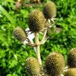 Eryngium agavifolium ഫലം