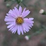 Symphyotrichum laeve Flower