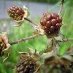 Rubus mucronatiformis