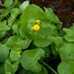 Caltha palustris عادت داشتن