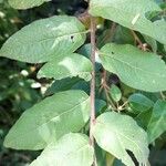 Lepidaploa arborescens Leaf