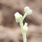 Heliotropium bacciferum Flower