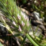 Trifolium angustifolium 花