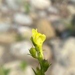 Linaria genistifolia Květ