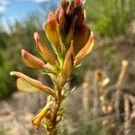 Onobrychis saxatilis Flower