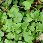 Centella asiatica Ліст