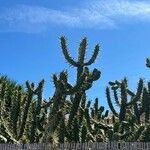 Austrocylindropuntia cylindrica Blad