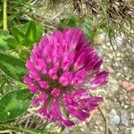 Trifolium pratense Květ