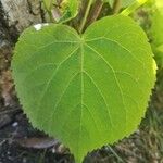 Tilia dasystyla List