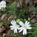 Stellaria holosteaᱵᱟᱦᱟ