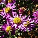 Aster ageratoides Flors