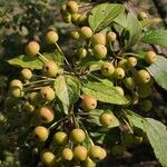 Malus prunifolia Fruit