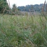 Arundo plinii Habit