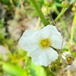 Echinodorus grandiflorus Flor