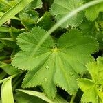 Alchemilla glaucescens Blad