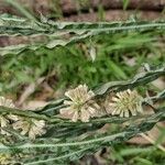 Pterocaulon alopecuroides Flower