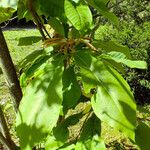 Magnolia tripetala Hostoa