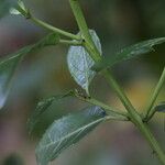 Rhamnus prinoides Leaf
