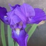 Iris pumila Bloem