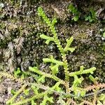 Selaginella denticulata পাতা