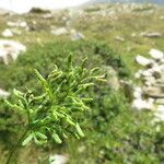 Cryptogramma crispa Blatt