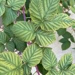 Rubus niveus List