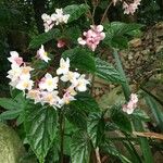 Begonia incarnata Habitat