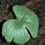 Ranunculus cortusifolius Leaf