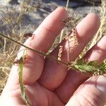 Aeschynomene villosa Fruit