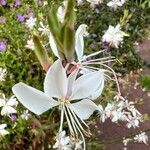 Oenothera gaura പുഷ്പം