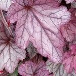 Heuchera sanguinea Lehti