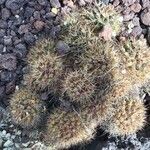 Mammillaria voburnensis Leaf