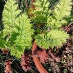 Pelargonium schizopetalum Hostoa