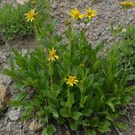 Arnica latifolia অভ্যাস