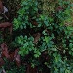 Peperomia tetraphylla Hoja