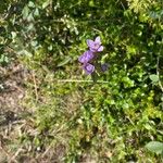 Gentianella ramosa Flor