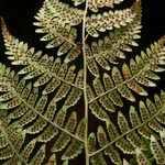 Dryopteris aquilinoides Leaf