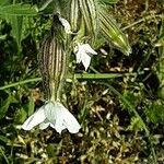 Silene dichotoma Fleur