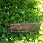Acacia cognata Inny