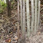 Pandanus letocartiorum Кора