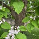 Catalpa bignonioides Hábitos