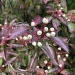 Cornus racemosa Plod