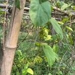 Telosma cordata Leaf