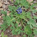 Lupinus micranthus Other