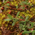 Utricularia minor Blatt