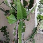 Euphorbia bougheyi Кора