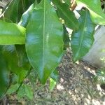 Syzygium aromaticum List