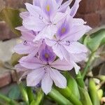 Eichhornia crassipes Blomst