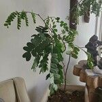 Caesalpinia echinata Hoja