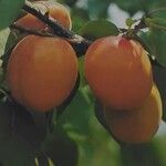 Prunus armeniaca Fruto
